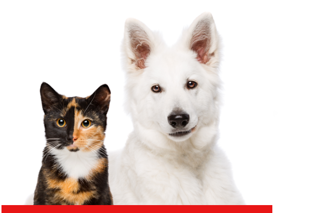 Cachorro e Gato